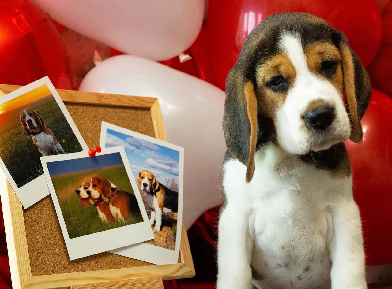 Beagle filhotes tricolor  - Foto 5