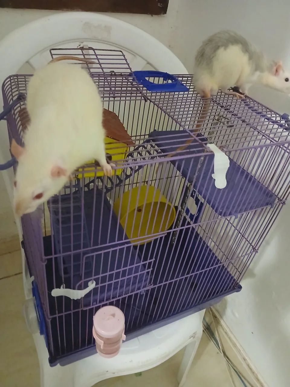 Dois ratos brancos em gaiola - Foto 4