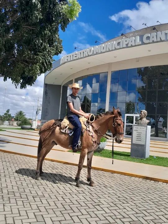 Burro mais a traia a venda  - Foto 2