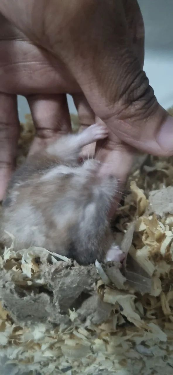 Hamster sírio doação 