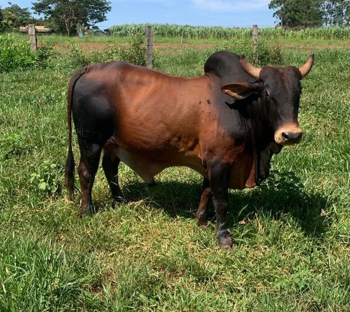 Garrote Sindi Itambé Porangaba 