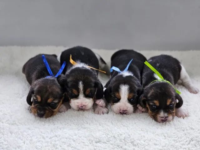 Beagle | Machos