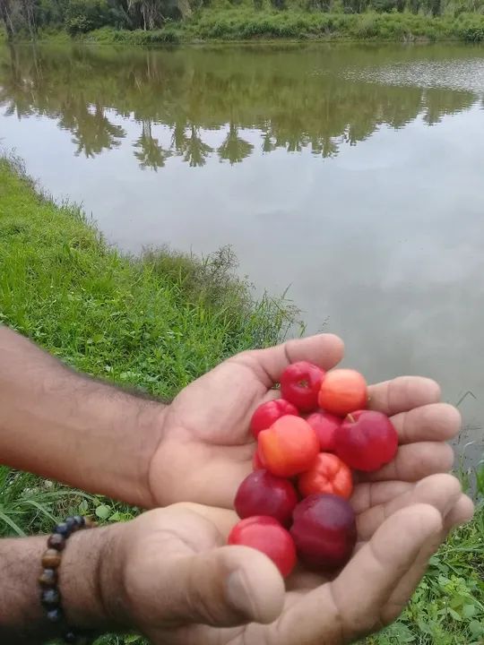 Uva Niágara rosada enxertada e Plantas frutíferas - Foto 4