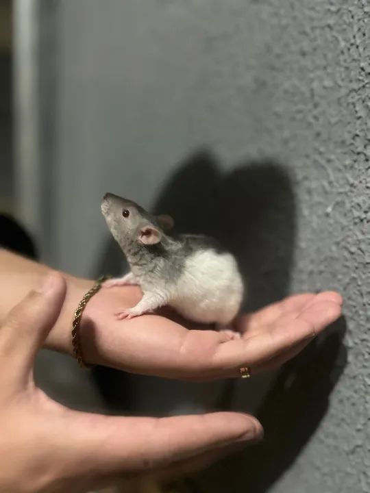 Hamster Twister Cinza e Branco - Animal de Estimação