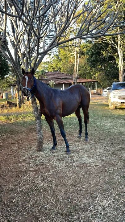 Potro Quarto de Milha