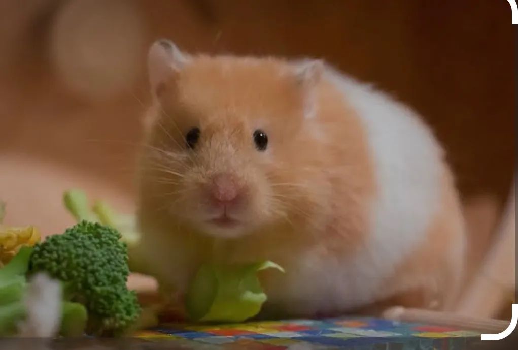 Hamster ? sírio  - Foto 4