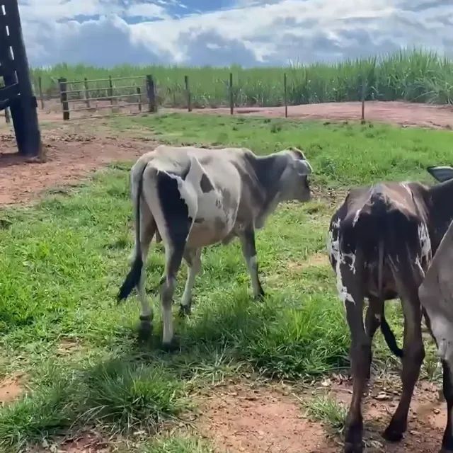 Bezerros Muito bons para vender hoje - Foto 3