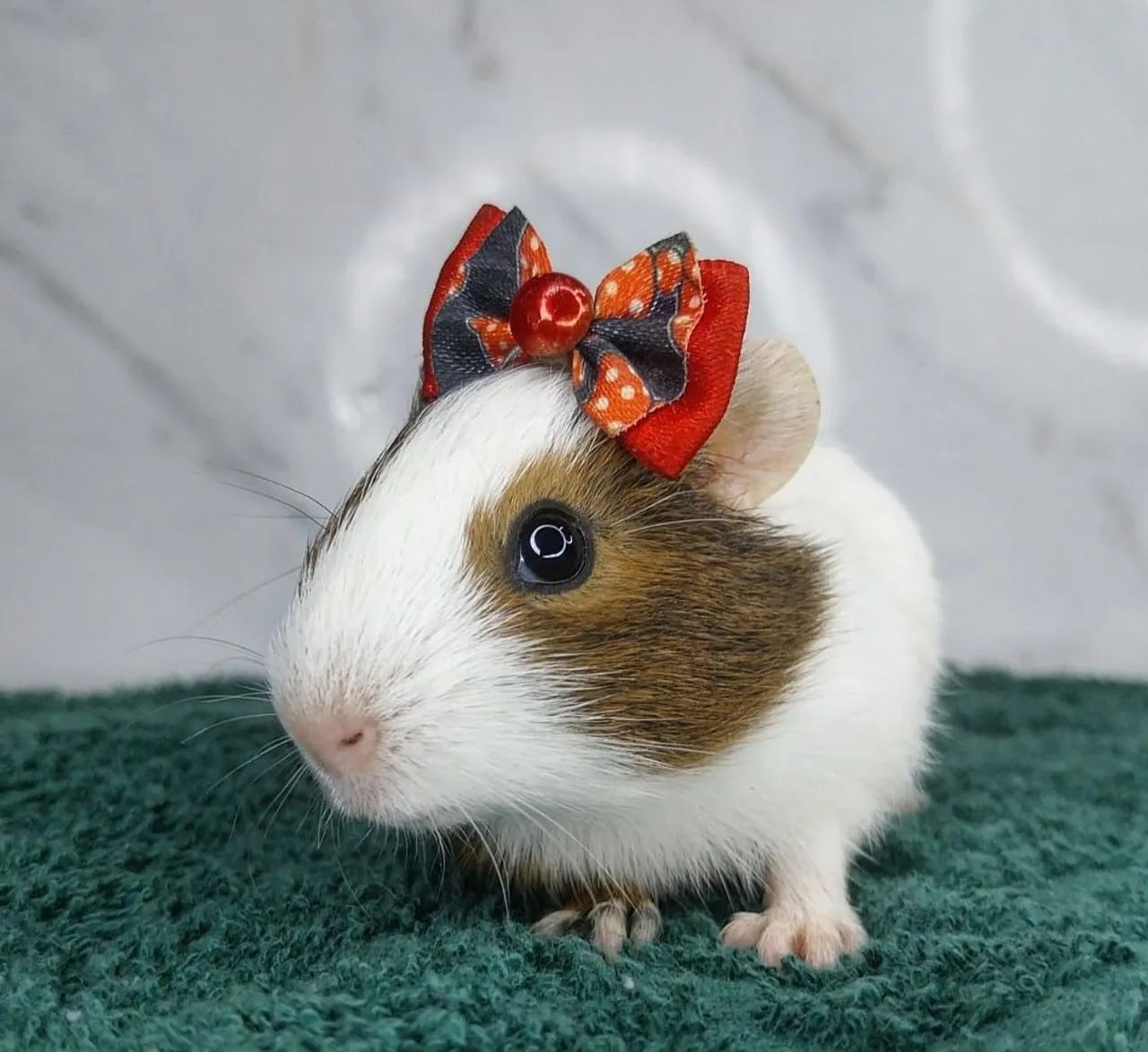 Porquinha da Índia inglês - Foto 2