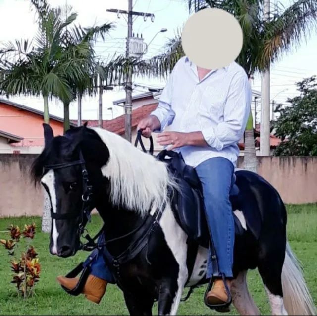 Mangalarga Paulista-T.E.