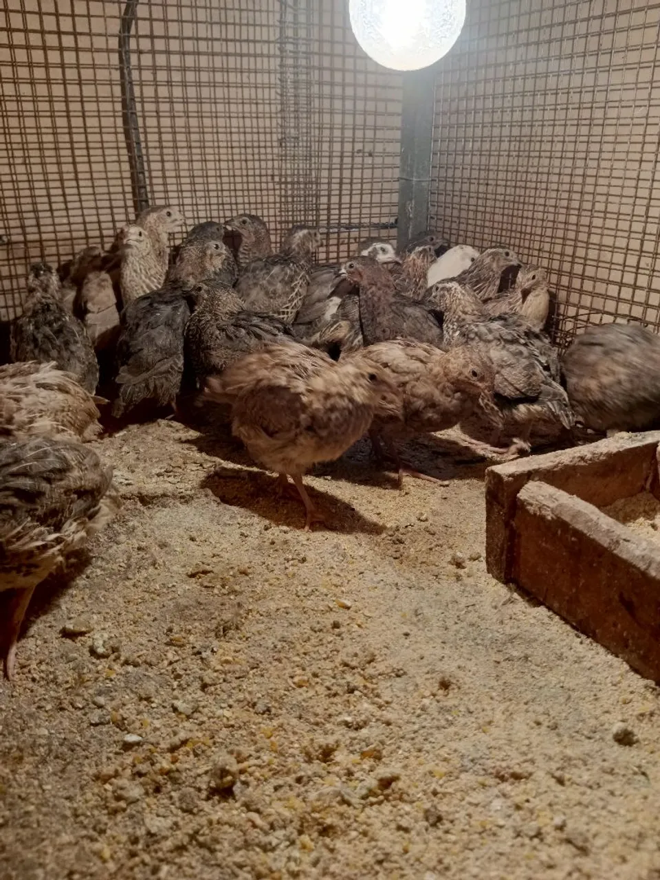 Codornas para Criação canda um e 4 rais 