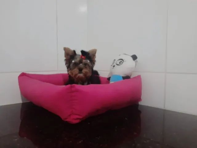'' Mini Yorkshire com procedência com vacina importada '' - Foto 3