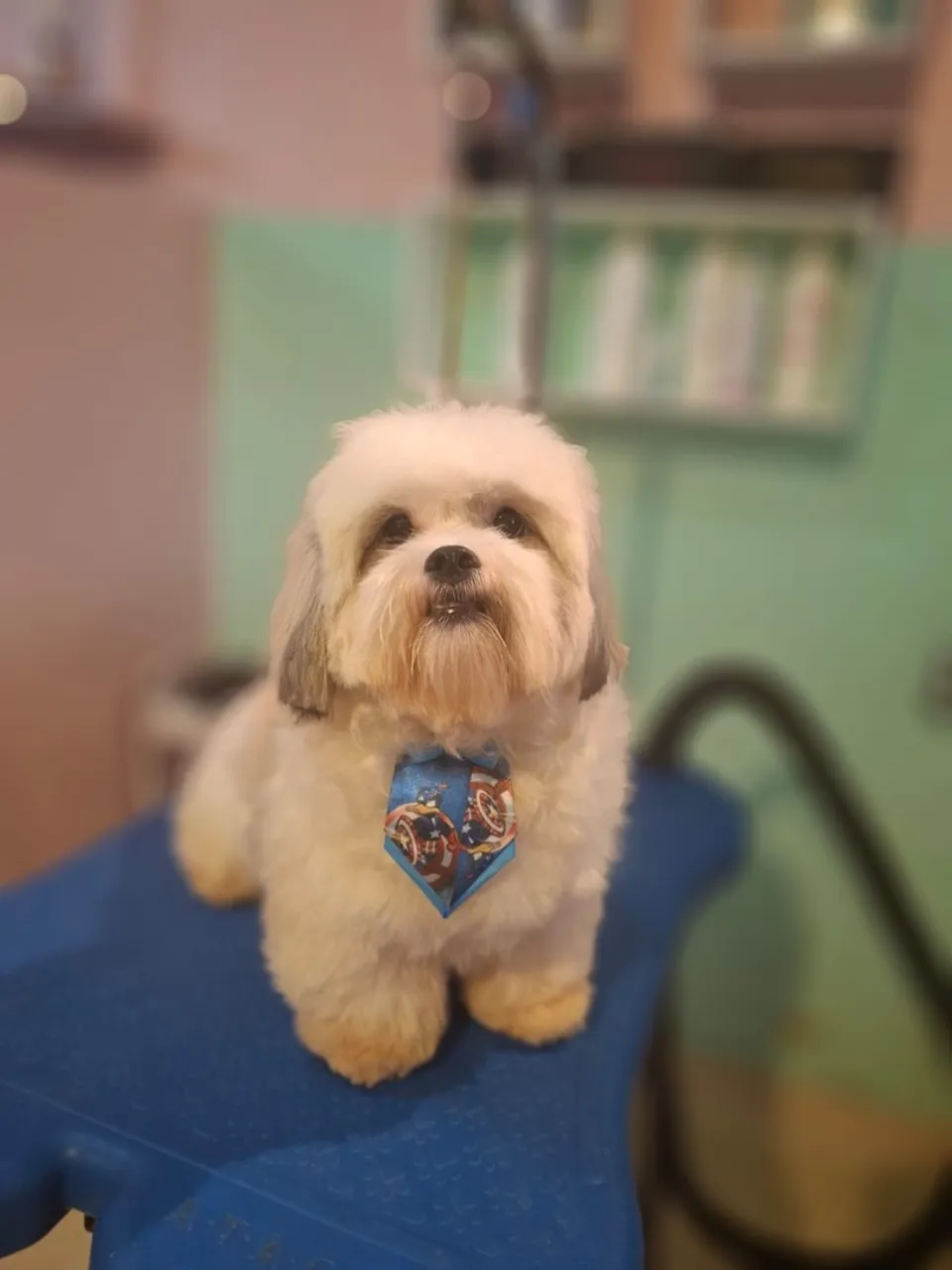 Shih Tzu macho 1 ano de idade