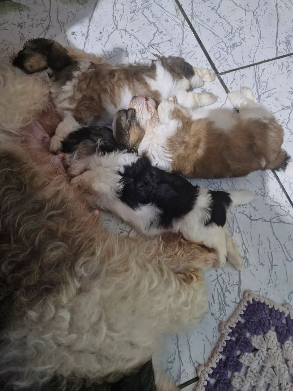 Filhotes de Shih Tzu a venda - Foto 2