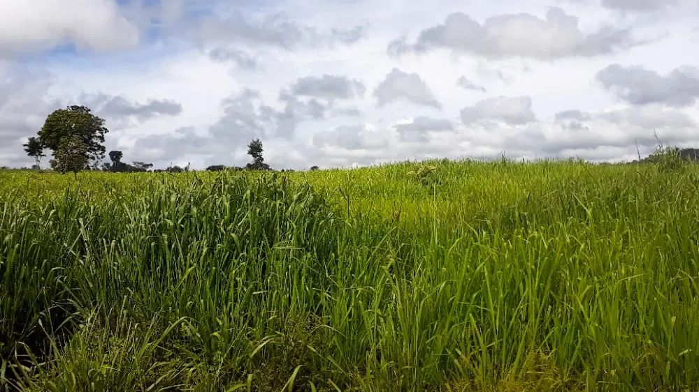 Fazenda para venda tem 1.113 Hectares em Breu Branco. PA. - Foto 2