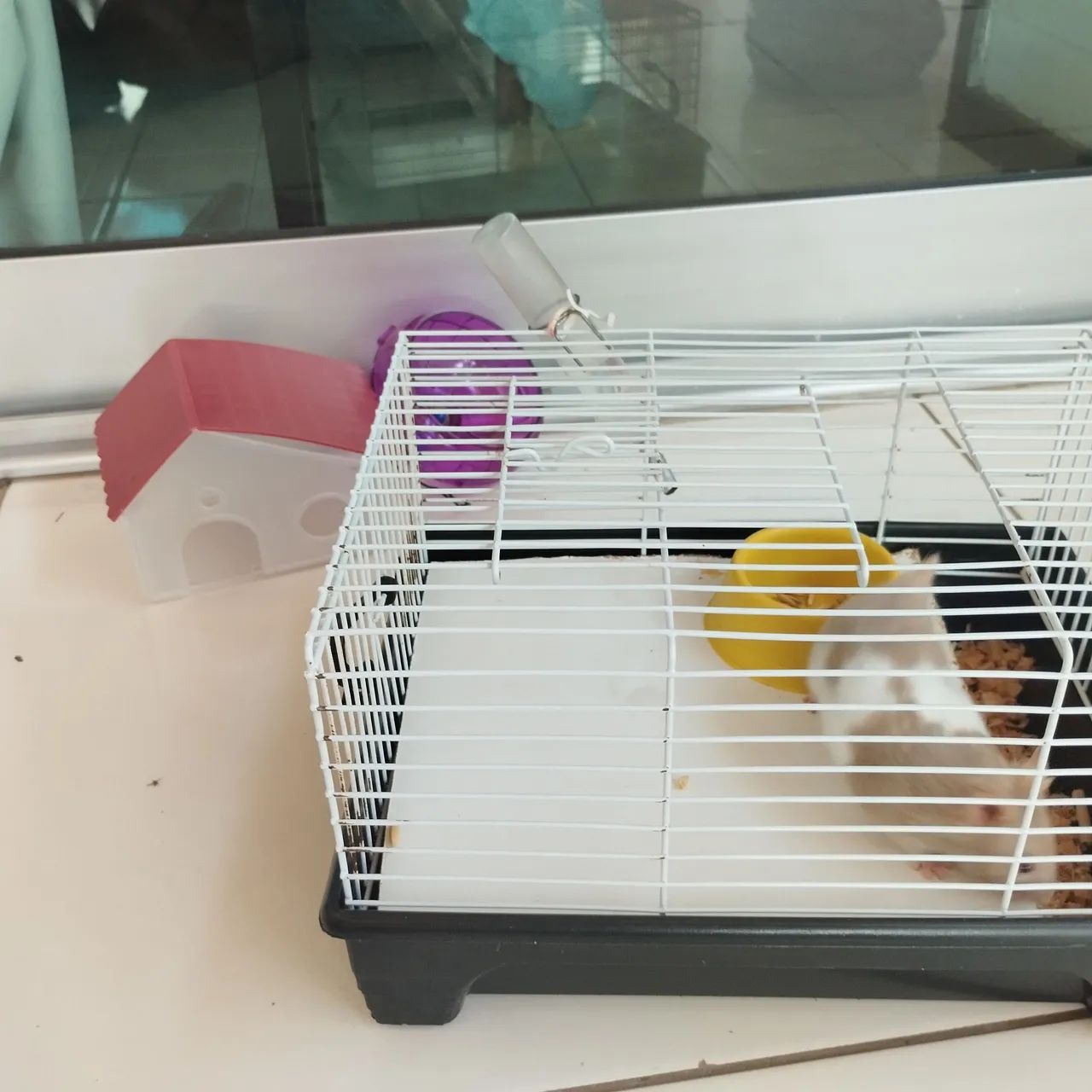 Animal de estimação  - Foto 3