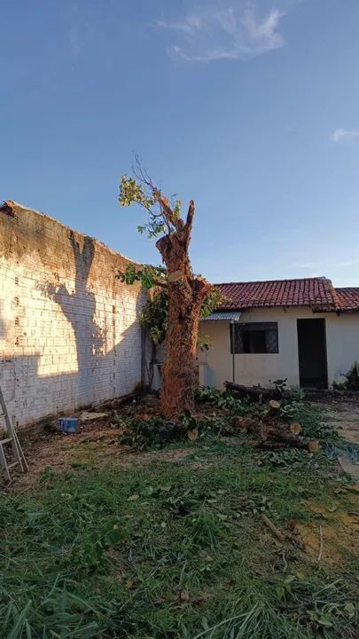 Serviços de poda e retirada de árvores - Foto 2