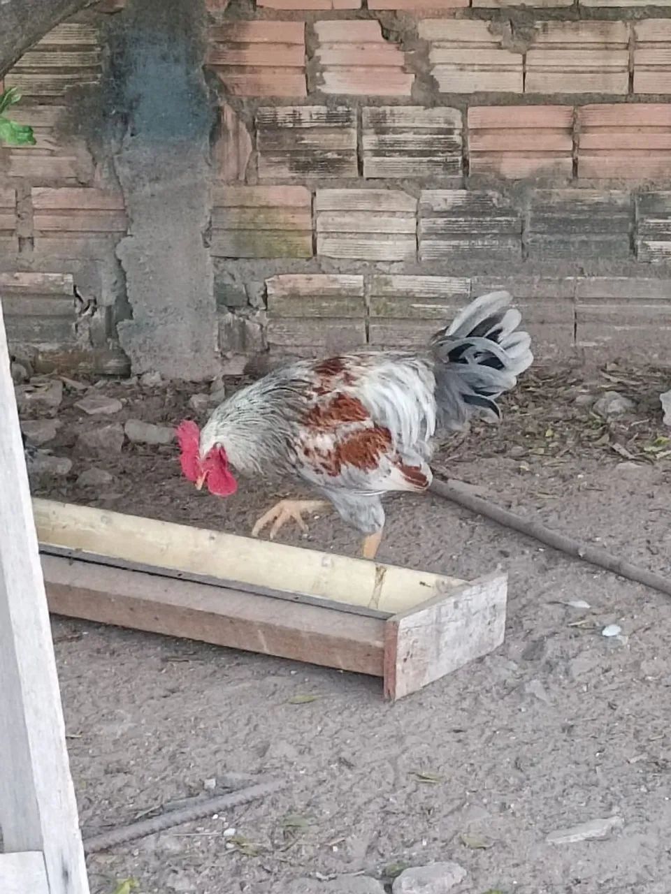 Galo de raça - excelente reprodutor