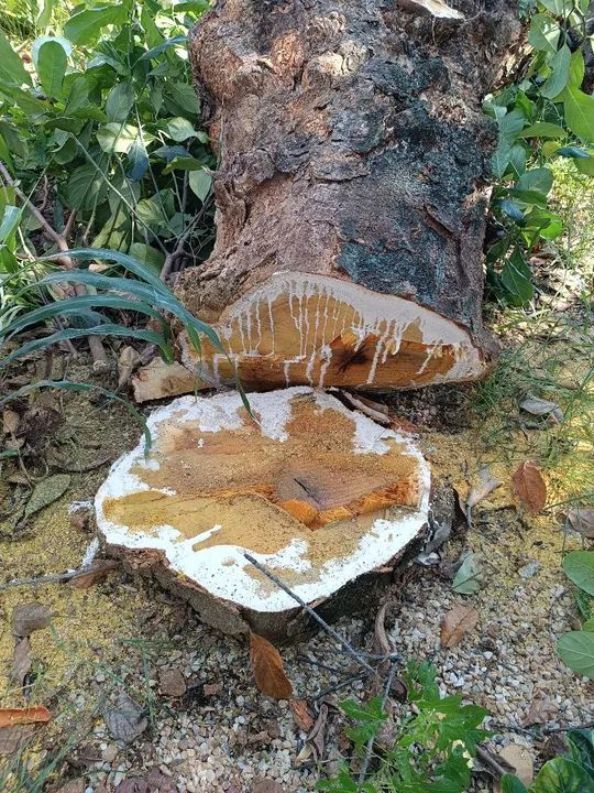 Serviços de poda e retirada de árvores - Foto 4