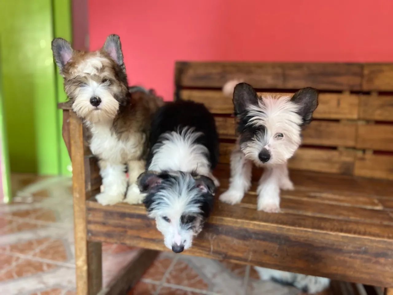 Cão de Cristã Chinês