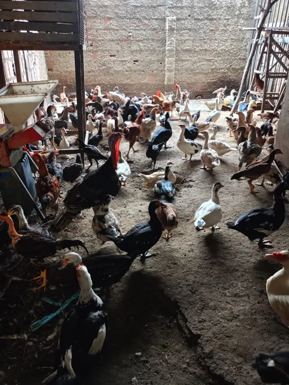 Galinha de capoeira 