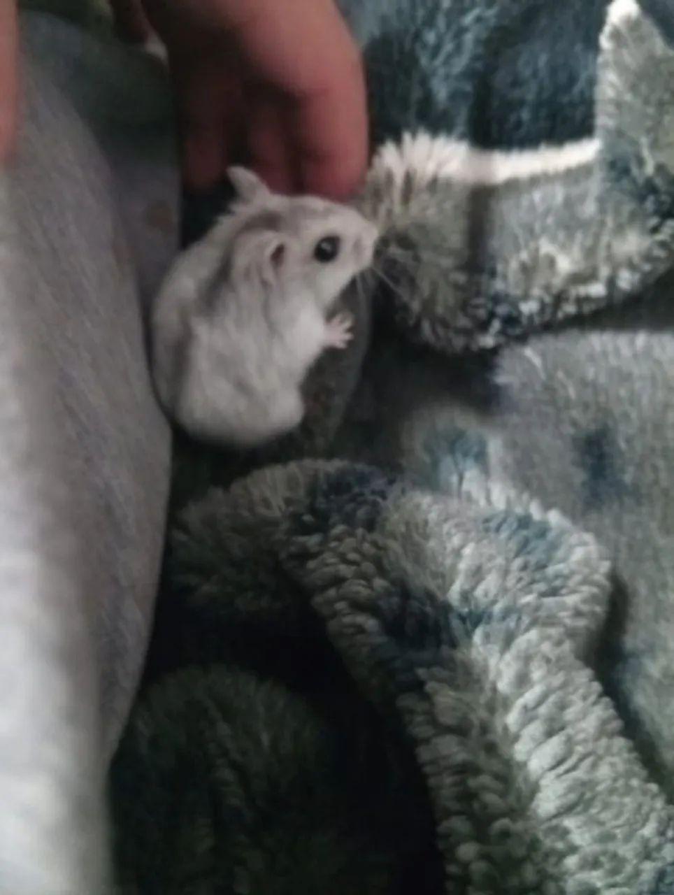 Hamster anão russo  - Foto 4