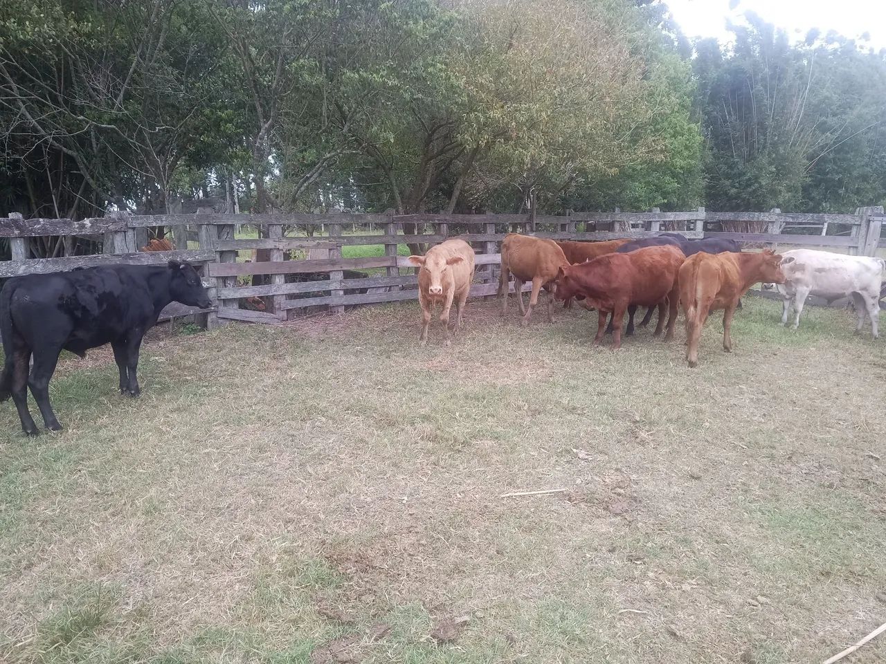 Novilhos - terneiros sobre ano - Foto 5