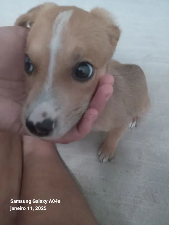 Filhote de cachorro pincher misturado - Foto 5