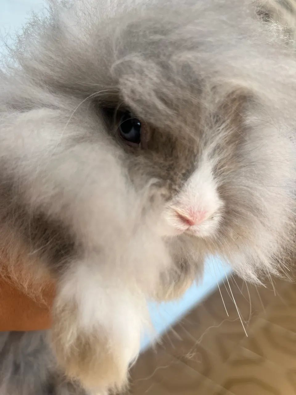 mini coelho raça teddy64684501987971120