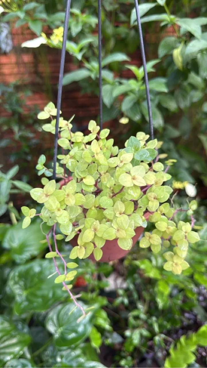 Plantas variadas