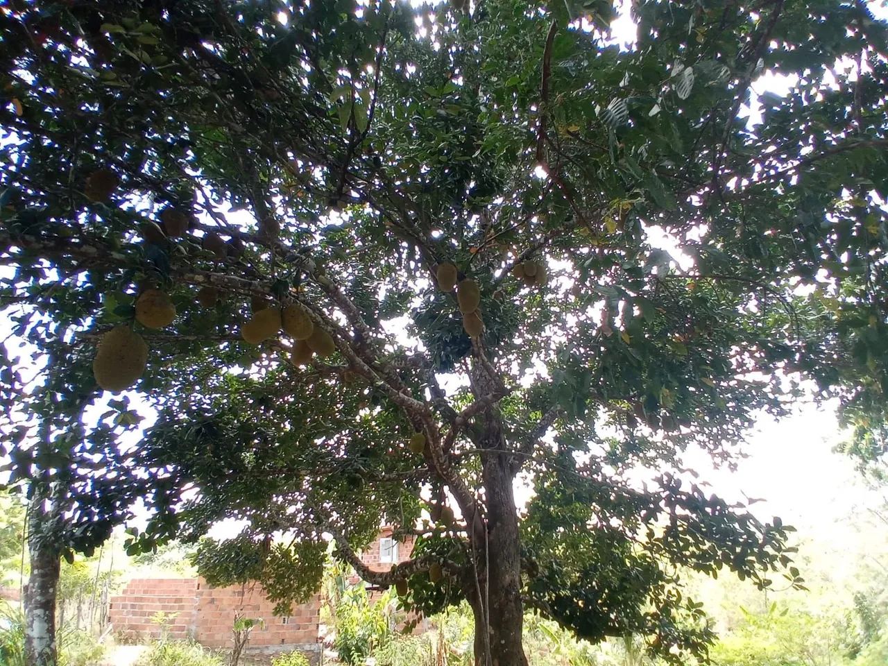 Vendo terreno  em taquipe  - Foto 5