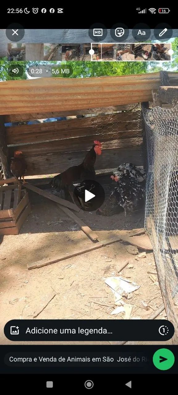 Galinha balão sertaneja  - Foto 3