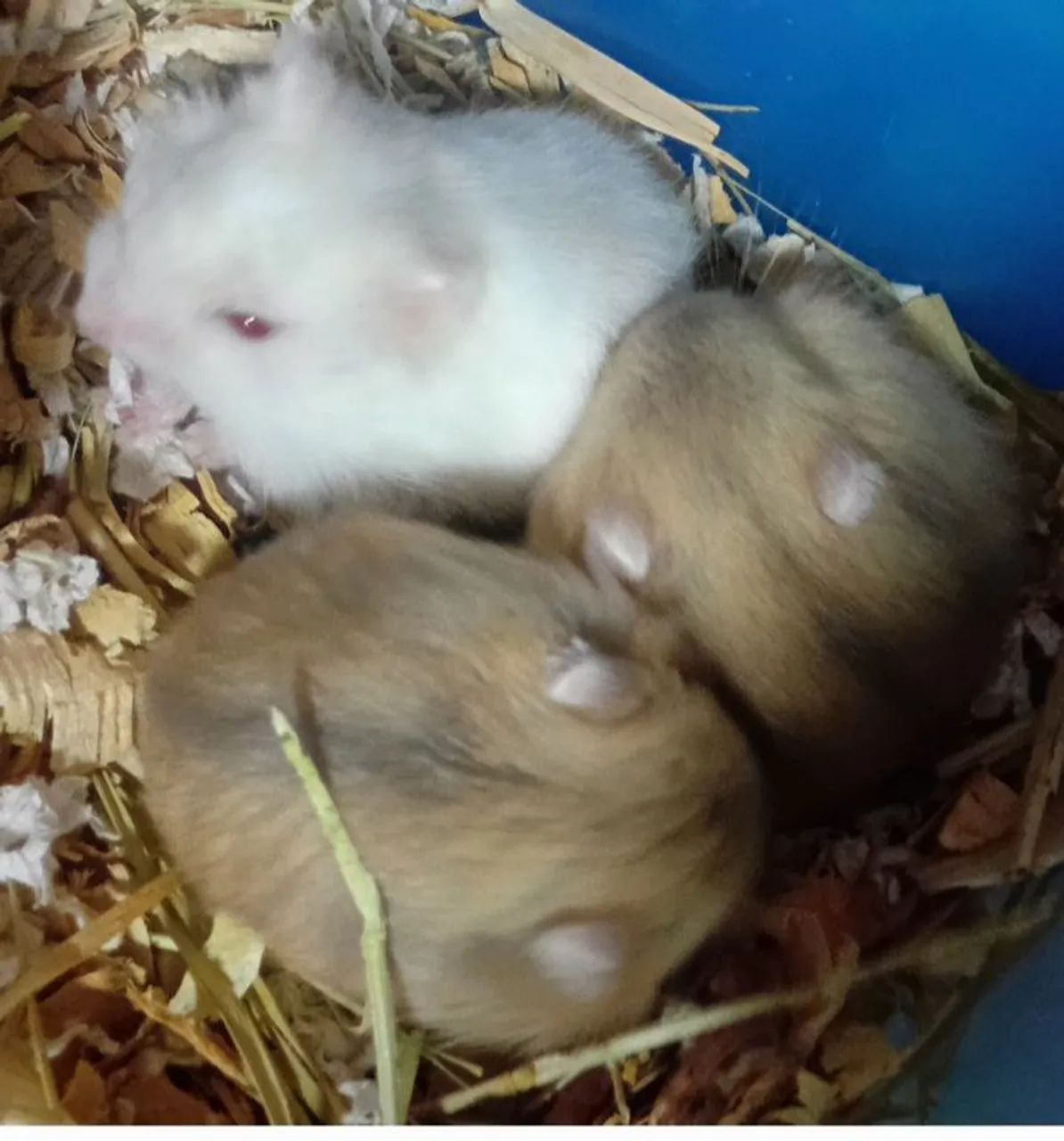 HAMSTERS ANÃO RUSSO FILHOTES - Foto 3