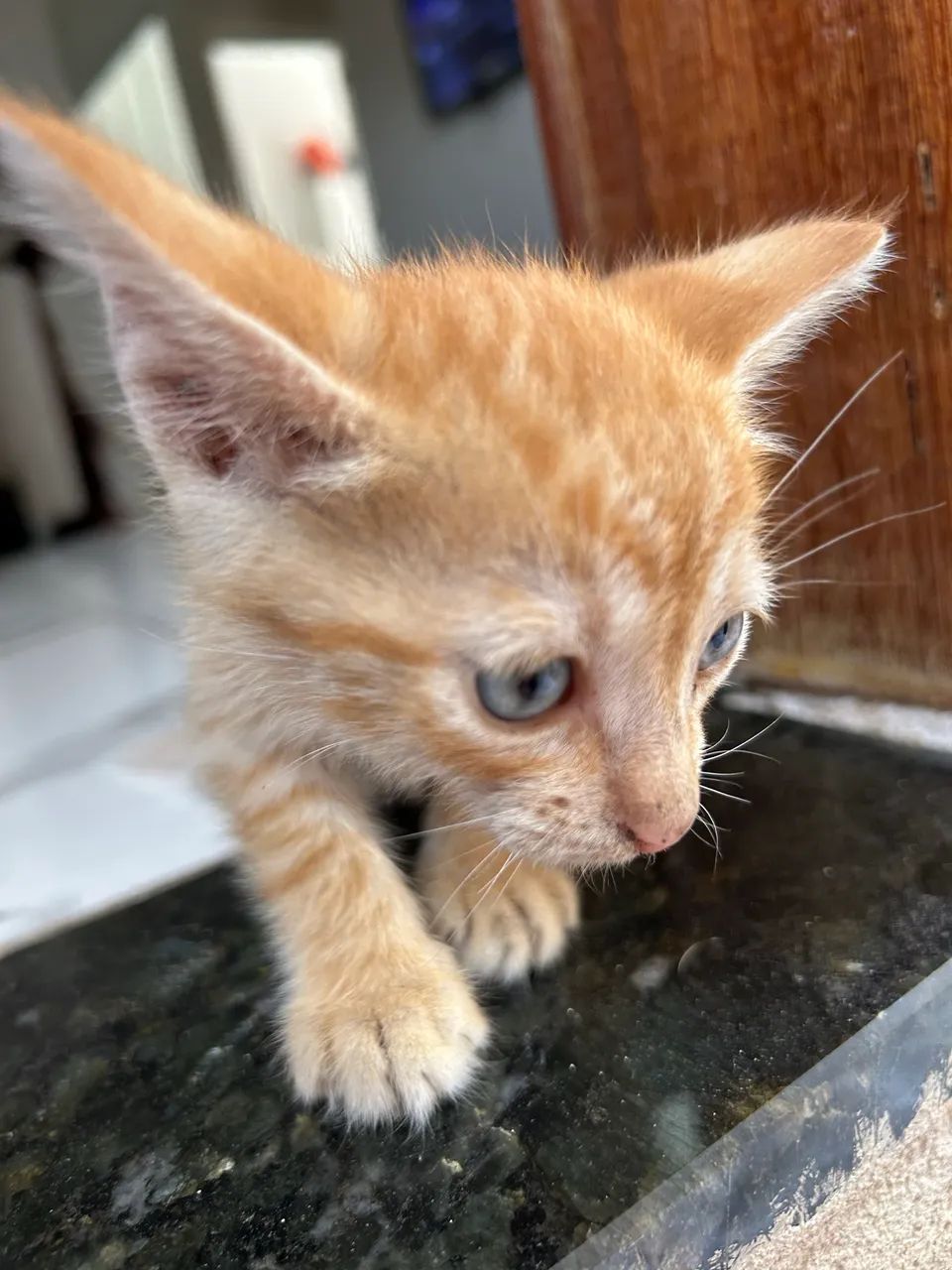 Gatos filhotes para adoção  - Foto 5