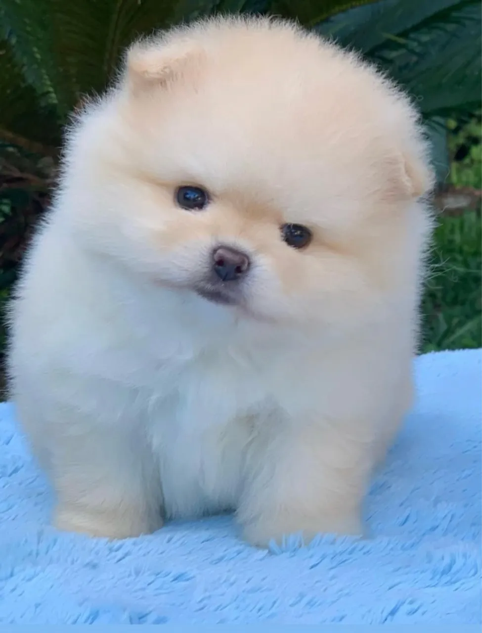 Filhote spitz alemão
