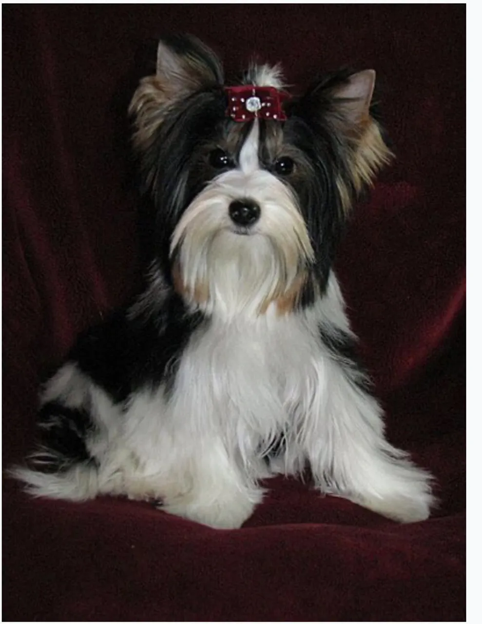 Fêmea Biewer Terrier 