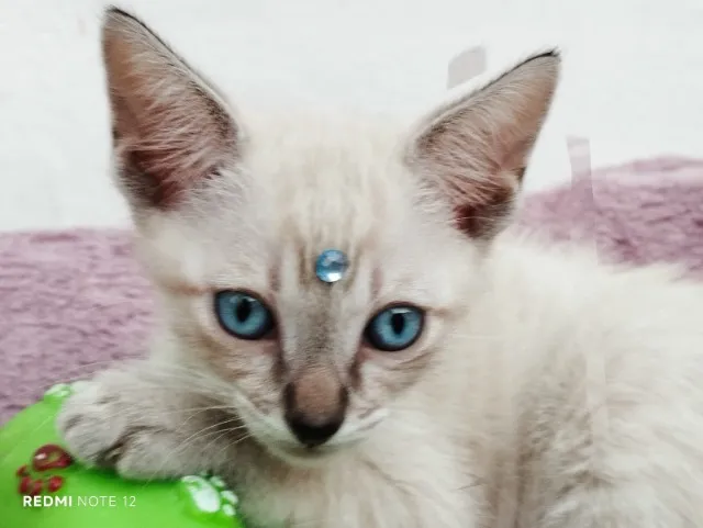 Gatinhos Filhotinhos Adoção Responsável Ribeirão Preto SP doa