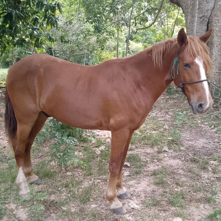 Cavalos mestiços
