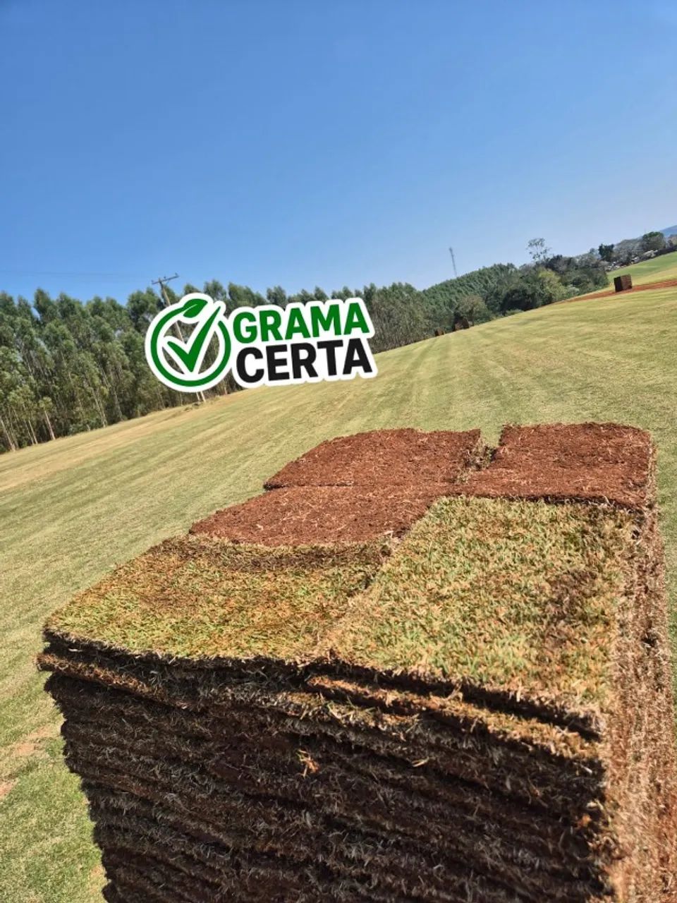 Grama Esmeralda em Limeira | Qualidade e Entrega Rápida - Foto 2