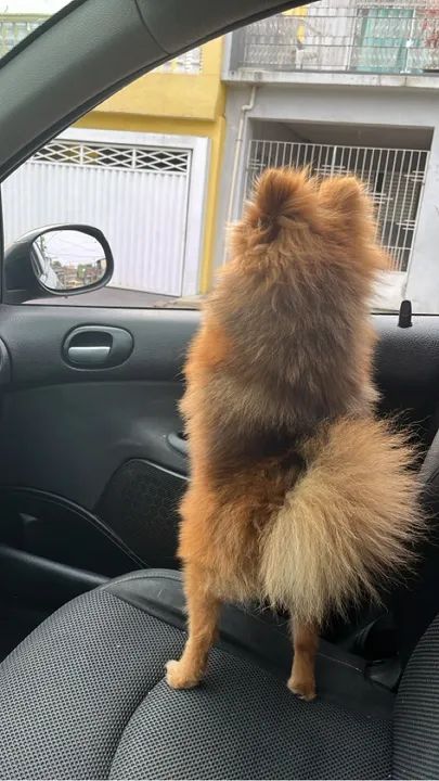 Spitz Alemão p/ cruz4r  - Foto 3