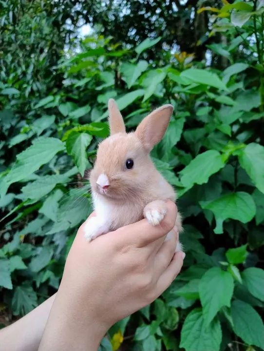 Coelho mini Netherland Dwarf  - Foto 3