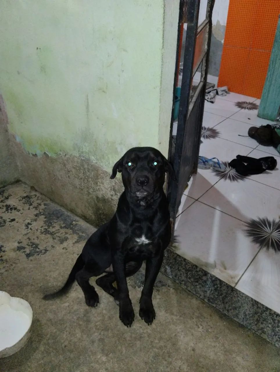 Pitbull misturado com Rottweiler para adoção - Foto 2