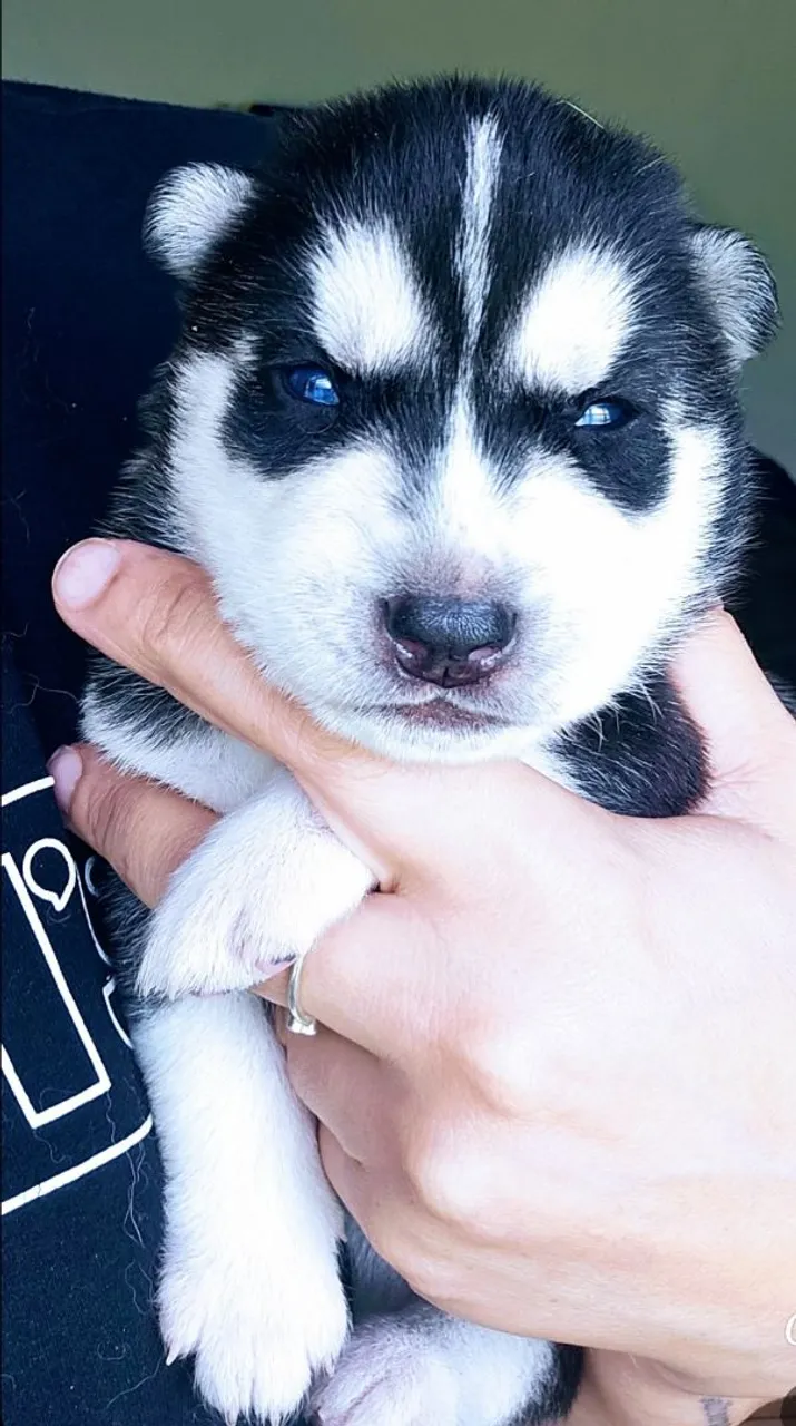 Husky siberiano
