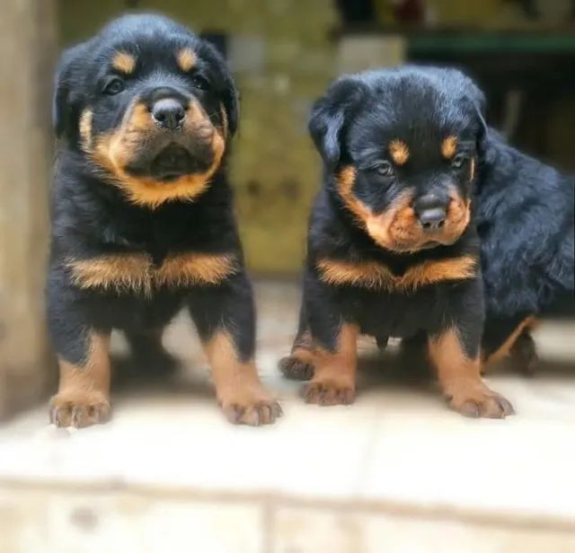 Lindos filhotes rottweiler  - Foto 3