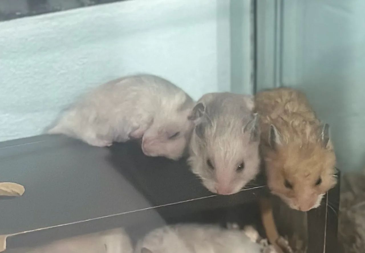 Hamsters sírios e anoes russos  - Foto 4