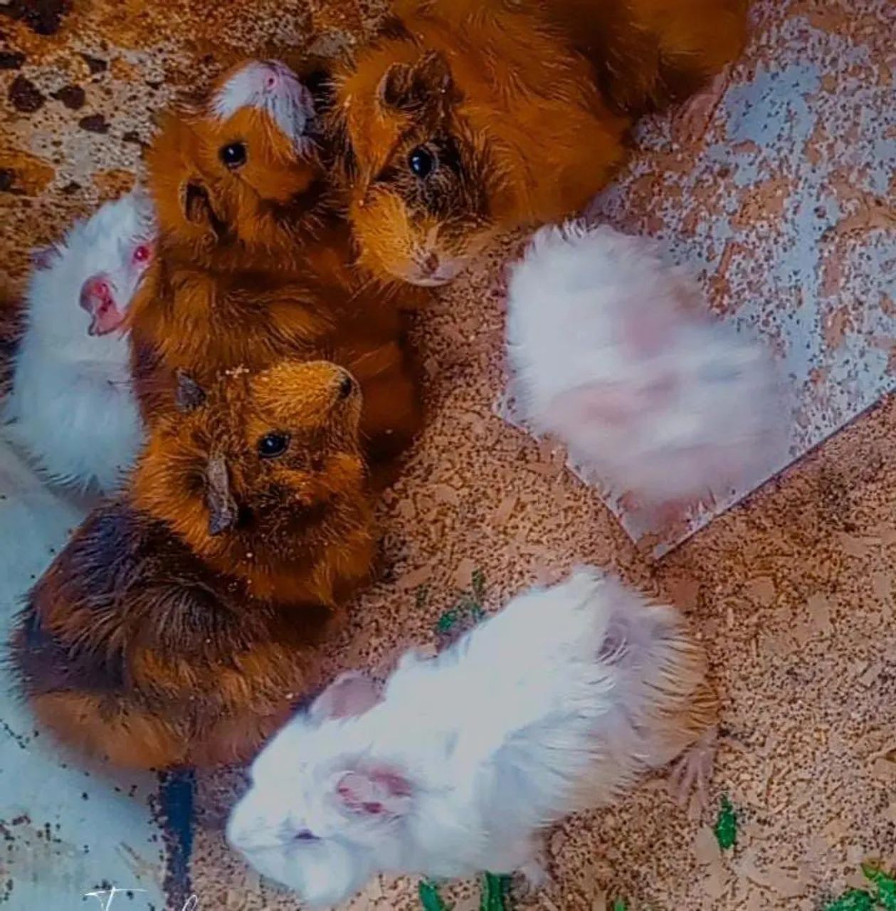 Porquinho da Índia abissínio 