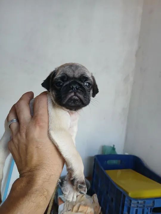 Filhote de Pug disponível fêmea e machinho 