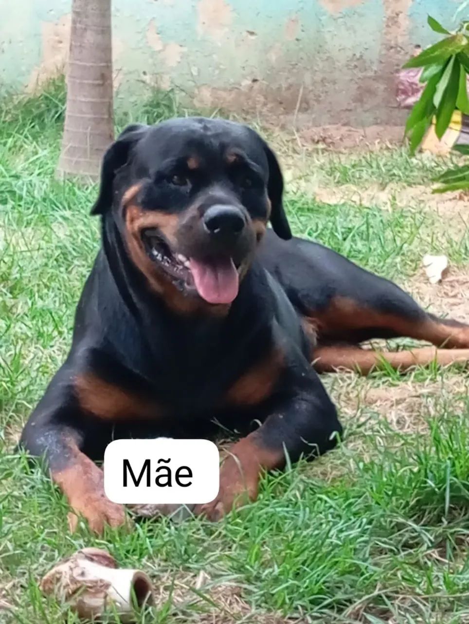 Rottweiler Filhote - Foto 2
