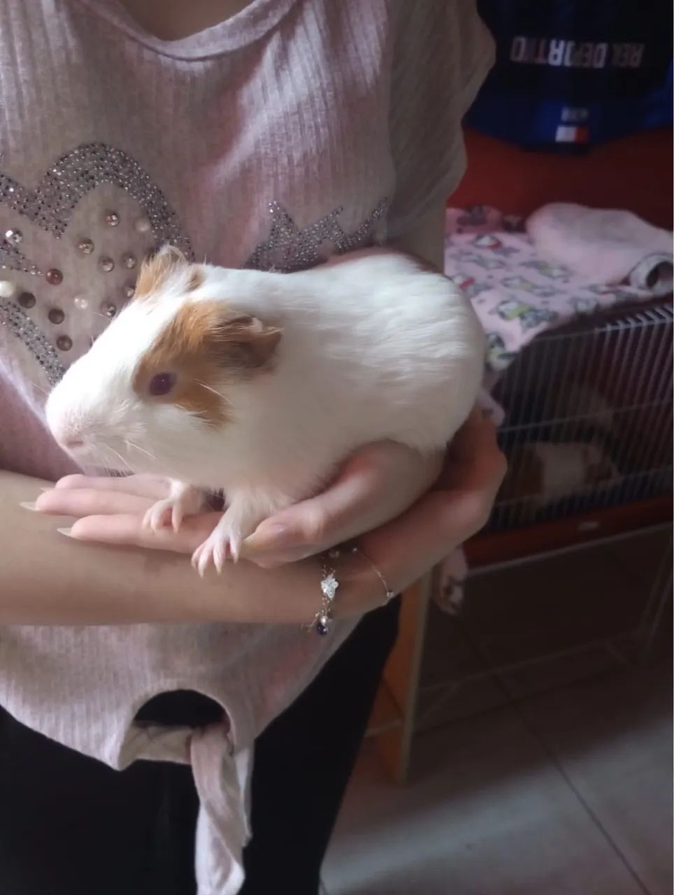 Porquinho da índia  - Foto 4