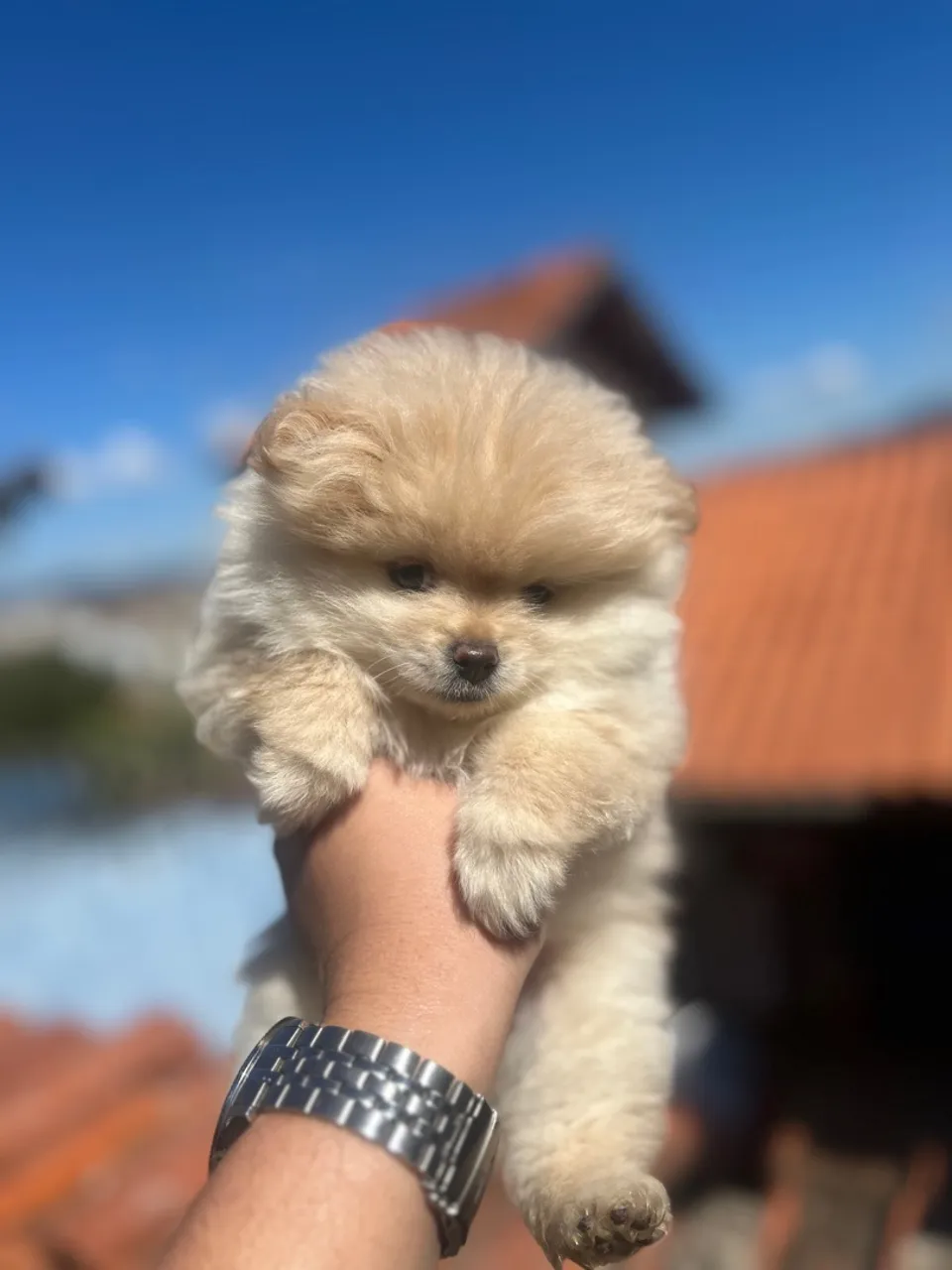Filhote de Spitz Alemão - Mini Ursinho