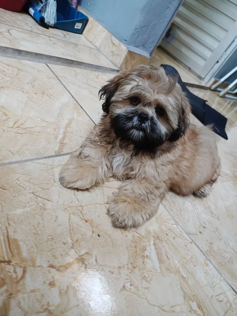 Shitshu  - Foto 2